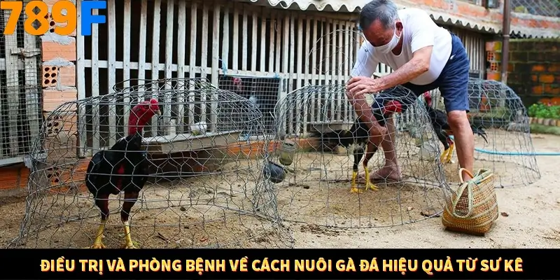 Điều trị và phòng bệnh về cách nuôi gà đá hiệu quả từ sư kê