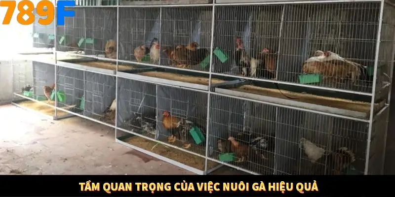 Tầm quan trọng của việc nuôi gà hiệu quả