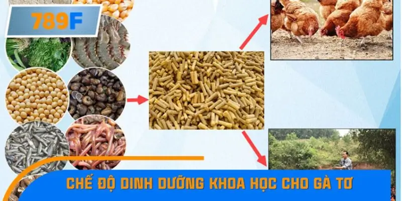 Chế độ dinh dưỡng khoa học cho gà tơ Chế độ dinh dưỡng khoa học cho gà tơ