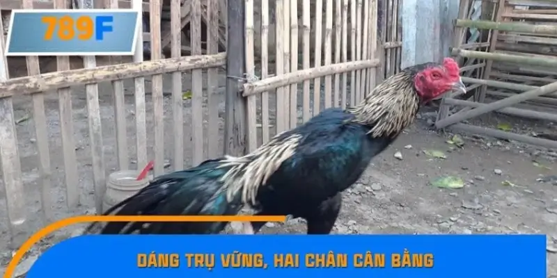 Dáng trụ vững, hai chân cân bằng Dáng trụ vững, hai chân cân bằng