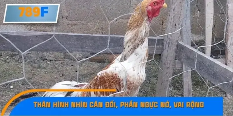 Thân hình nhìn cân đối, phần ngực nở, vai rộng Thân hình nhìn cân đối, phần ngực nở, vai rộng